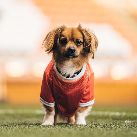 Dog Football Jersey